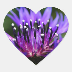 Blue Cornflower Flower Blossoms Peace Love Destiny Heart Sticker