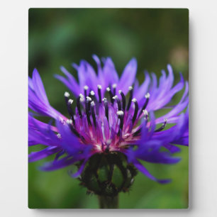 Blue Cornflower Flower Blossoms Peace Love Destiny Plaque