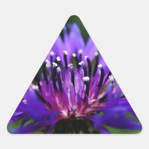 Blue Cornflower Flower Blossoms Peace Love Destiny Triangle Sticker