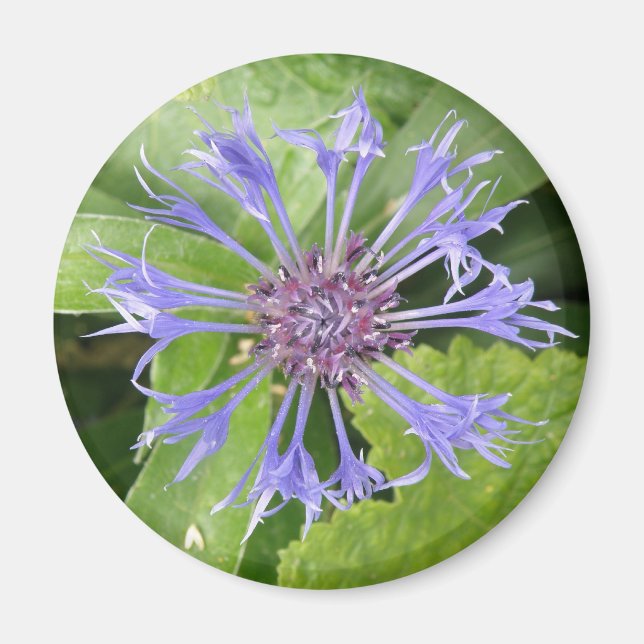 Blue Cornflower Magnet (Front)