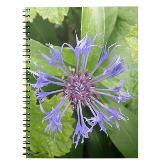 Blue Cornflower Notebook (Front)
