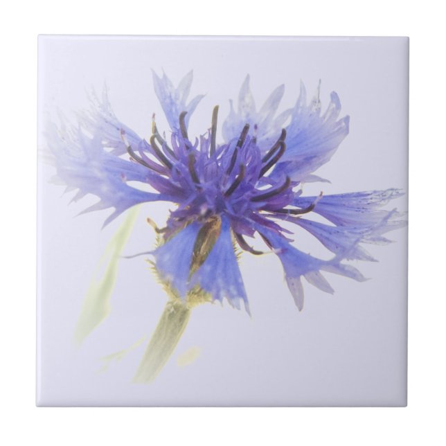Blue Cornflower Photo - Ceramic Tile (Front)