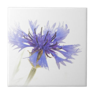 Blue Cornflower Photo - Ceramic Tile