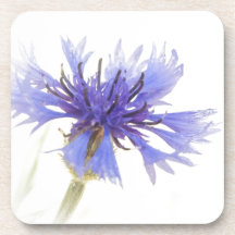Blue Cornflower Photo -