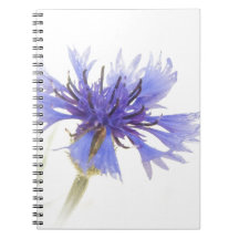 Blue Cornflower Photo -