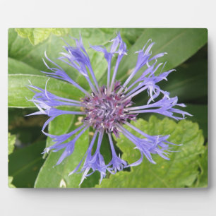 Blue Cornflower Plaque