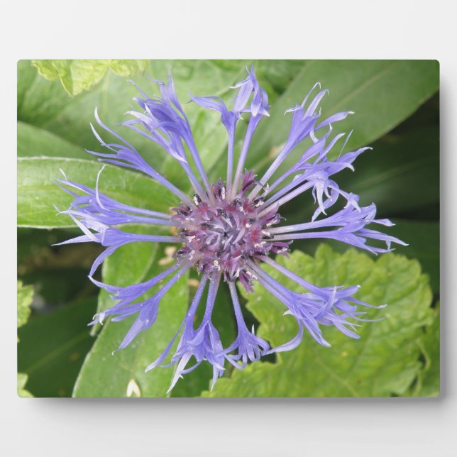 Blue Cornflower Plaque (Front)