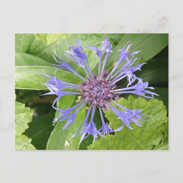 Blue Cornflower Postcard (Front)