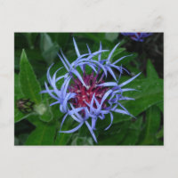 Blue Cornflower