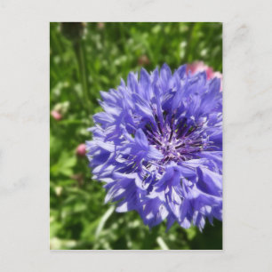 Blue cornflower postcard