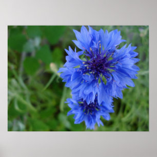 Blue Cornflower Poster
