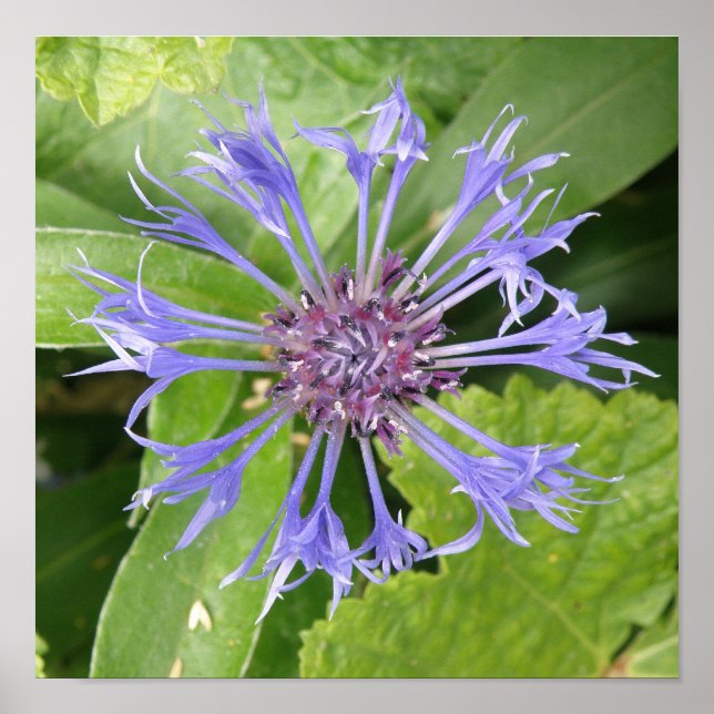 Blue Cornflower Print (Front)