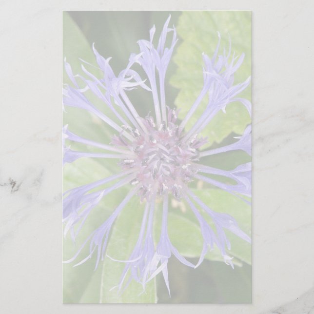Blue Cornflower Stationery (Front)