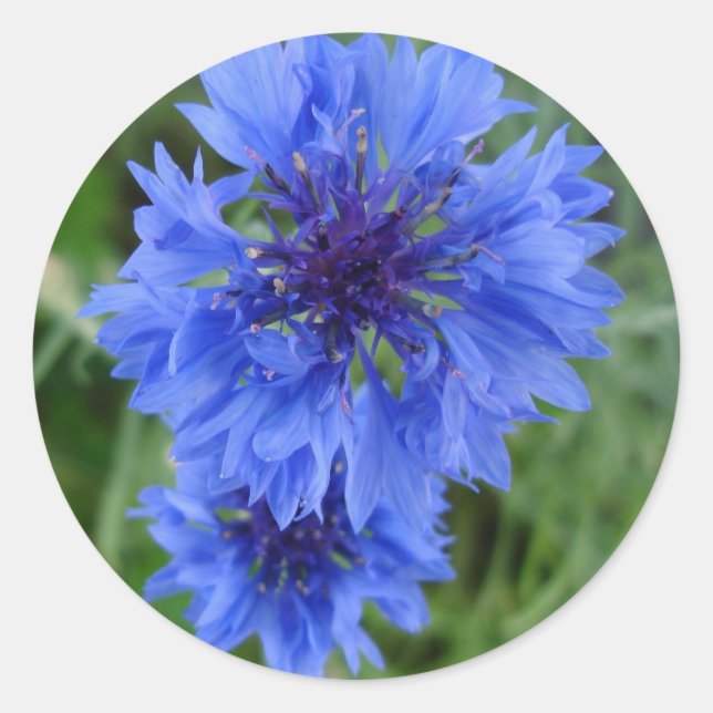 Blue Cornflower Sticker (Front)