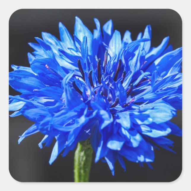 Blue Cornflower Stickers (Front)