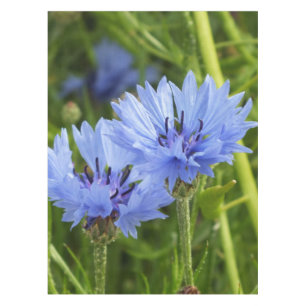 blue cornflower tablecloth