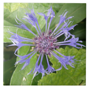 Blue Cornflower Tile