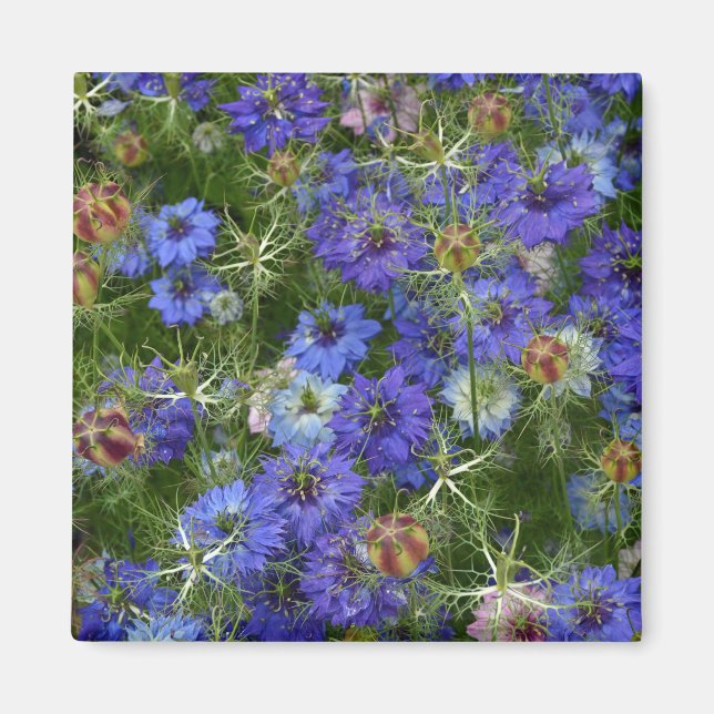 Blue cornflowers magnet (Front)