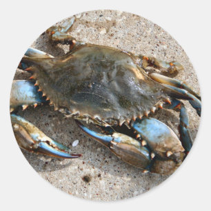 Blue Crab Crawling Classic Round Sticker