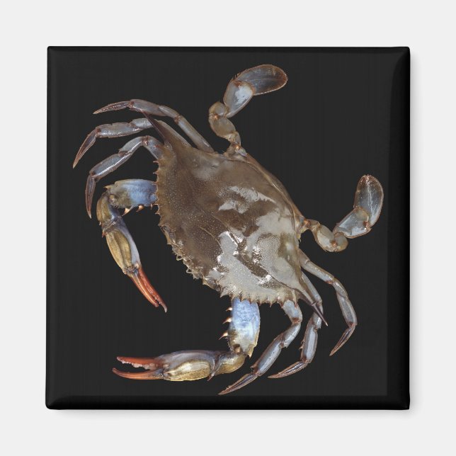Blue Crab Magnet (Front)