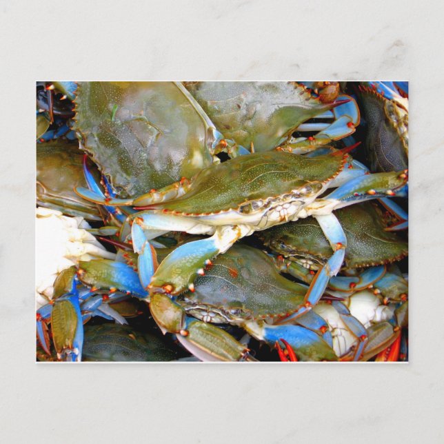 Blue Crab Postcard (Front)