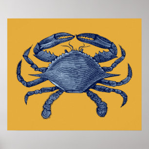Blue crab poster