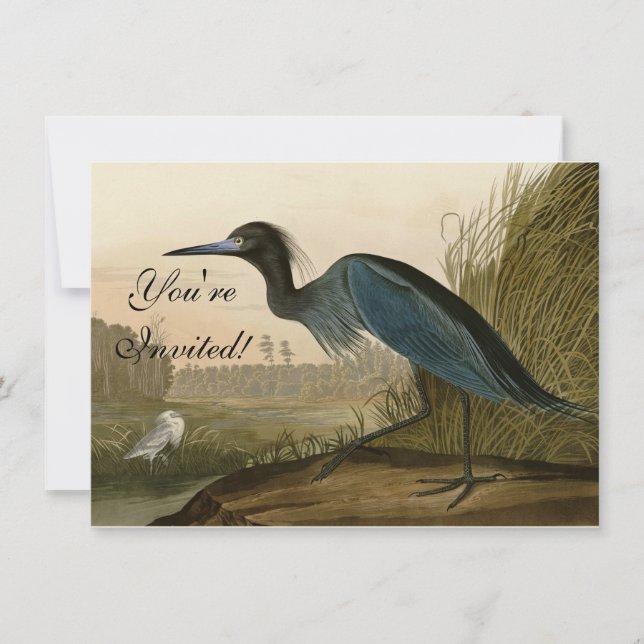 Blue Crane Heron Audubon Painting Invitation (Front)