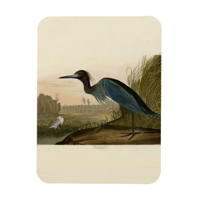 Blue Crane Heron Audubon Painting Magnet (Vertical)