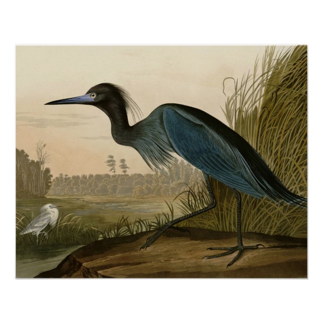 Blue Crane Heron Audubon Painting Poster (Front)