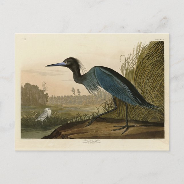 Blue Crane, Heron, from Audubon's Birds of America Postcard (Front)