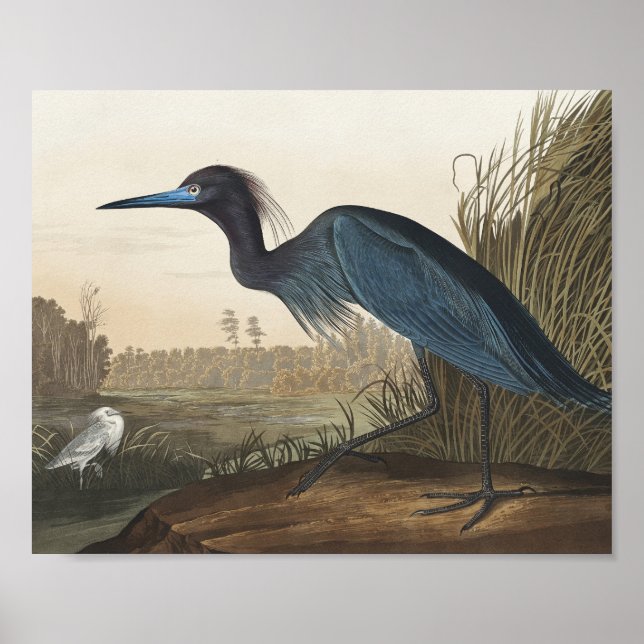 Blue Crane or Heron from Birds of America Poster (Front)