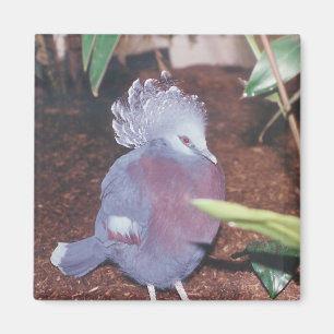 Blue crowned imperial pigeon - magnet