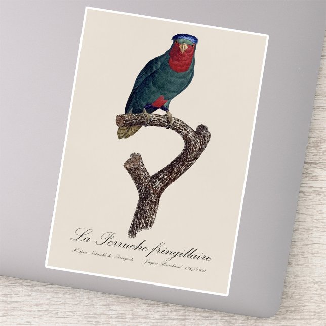 Blue-Crowned Lorikeet, Vini Australis (Blue-Crowned Lorikeet, Vini Australis. Sticker)