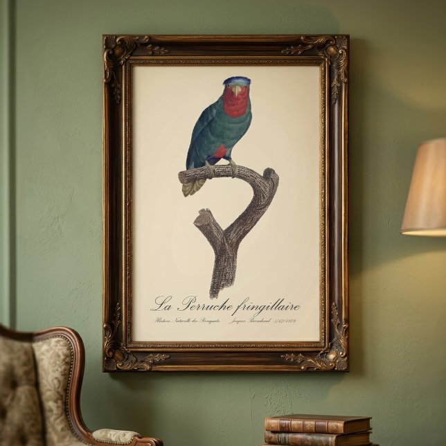 Blue-Crowned Lorikeet, Vini Australis Photo Print (Blue-Crowned Lorikeet, Vini Australis. Photo Print)