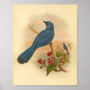 Blue Cuckoo Shrike Bird Vintage Print Red Flowers