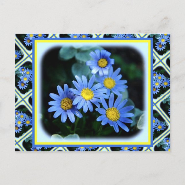 Blue Daisies Postcard (Front)