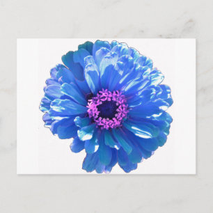Blue daisy blue floral photo postcard