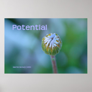 Blue Daisy Bud Photo Print/Poster - "Potential" Poster