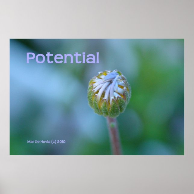 Blue Daisy Bud Photo Print/Poster - "Potential" Poster (Front)