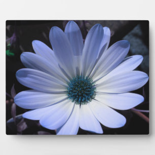 Blue Daisy Flower Plaque