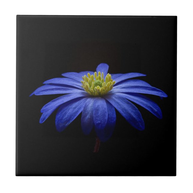 Blue Daisy Gerbera Flower on a Black background Ceramic Tile (Front)