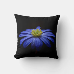 Blue Daisy Gerbera Flower on a Black background Cushion