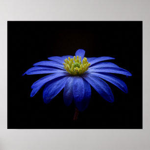 Blue Daisy Gerbera Flower on a Black background Poster