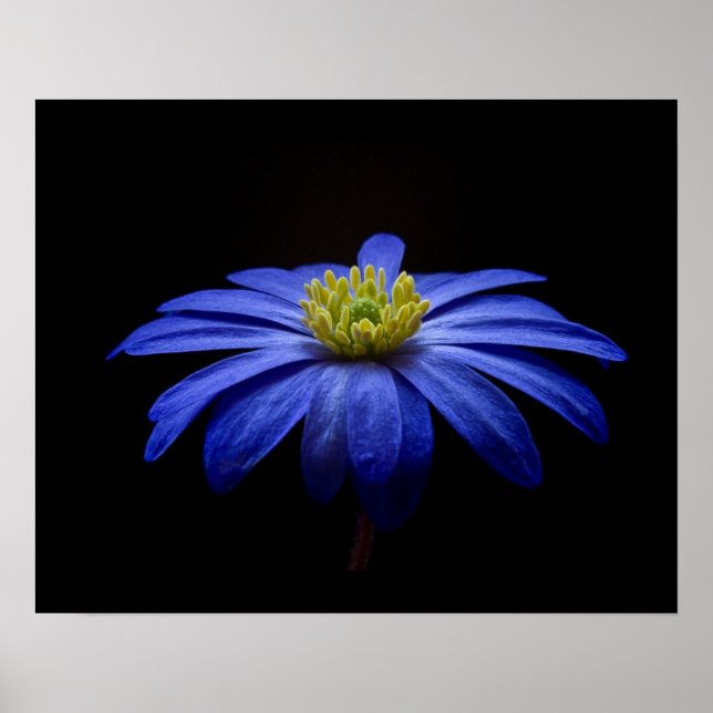 Blue Daisy Gerbera Flower on a Black background Poster (Front)