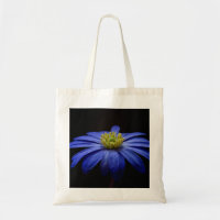 Blue Daisy Gerbera Flower on a Black background