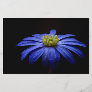 Blue Daisy Gerbera Flower Scrapbook paper