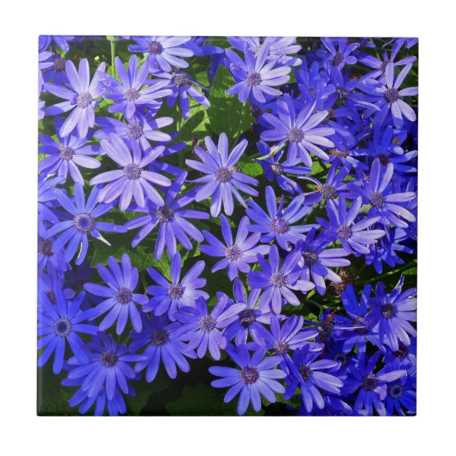 Blue Daisy-like Flowers Nature Photography Ceramic Tile (Front)
