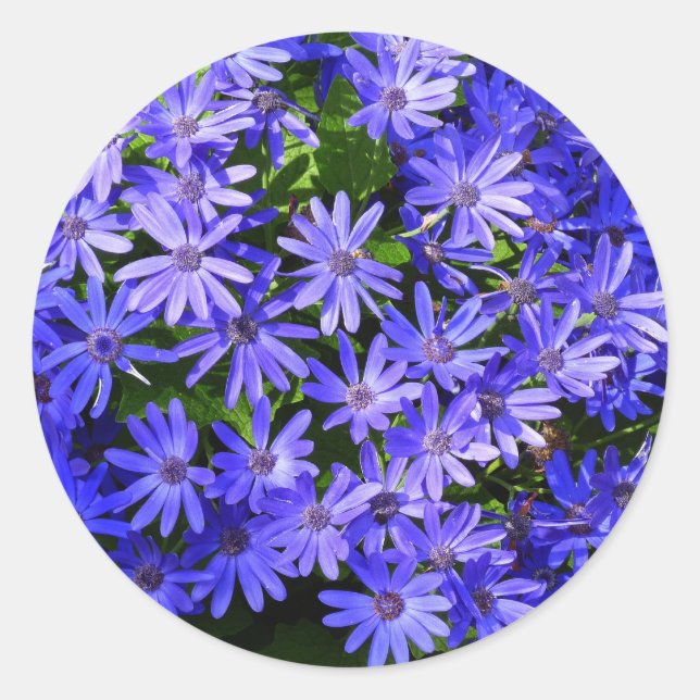 Blue Daisy-like Flowers Nature Photography Classic Round Sticker (Front)