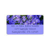 Blue Daisy-like Flowers Nature Photography