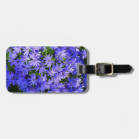 Blue Daisy-like Flowers Nature Photography